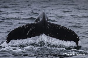 Islàndia, juliol 2013 – Dia 7: Tornem a veure balenes!