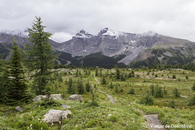 Més informació sobre l'article Oest de Canadà, juliol 2015 – Dia 2: Ens neva a Sunshine Meadows i veiem el primer ós