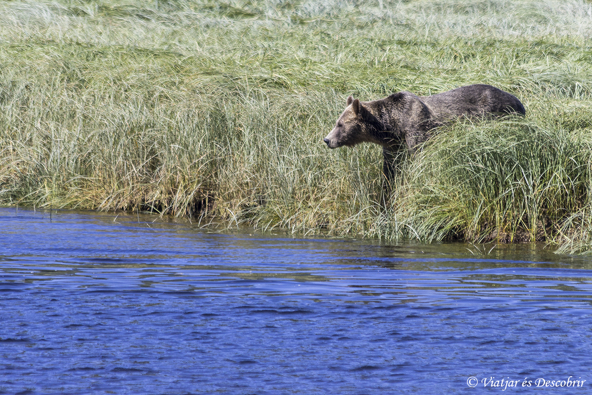 Oest de Canadà, juliol 2015 – Dia 14 i 15: Arribem a Telegraph Cove i sortim a veure óssos grizzly