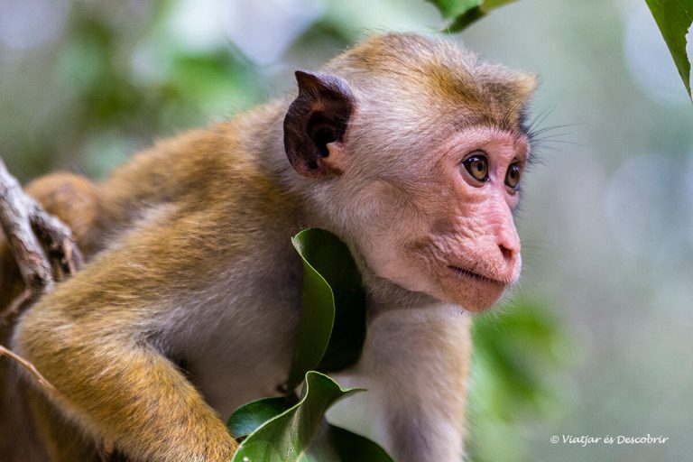 Més informació sobre l'article Safari al Wilpattu National Park: Tot el que has de saber