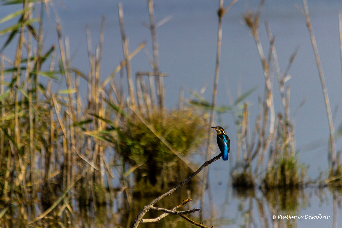 El blauet és un dels ocells més bonics del Delta de l'Ebre