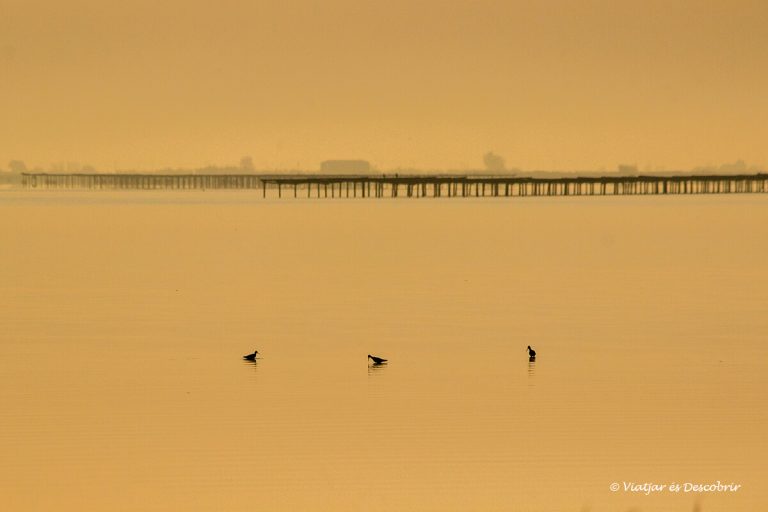 Més informació sobre l'article El Delta de l’Ebre: 7 racons que cal visitar