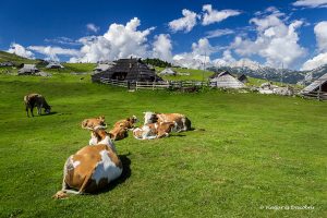 Velika Planina, els prats alpins més famosos d’Eslovènia