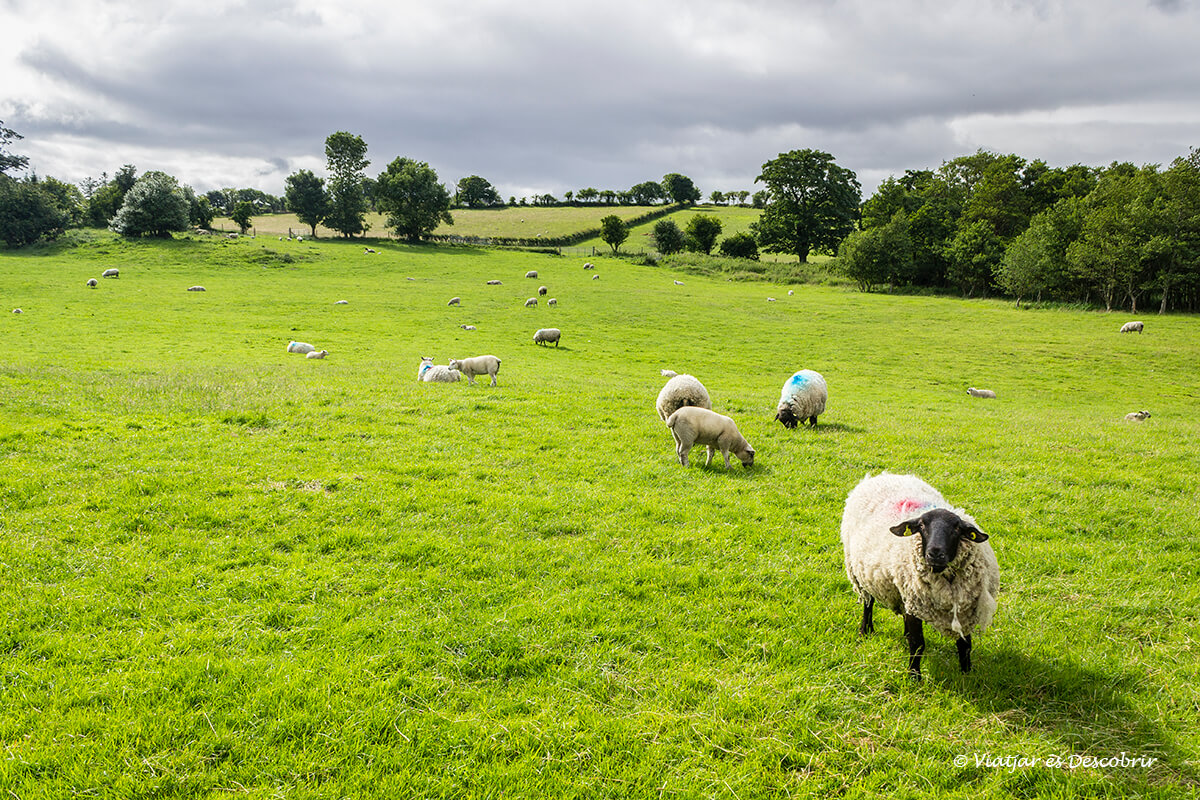 ovelles a un camp de irlanda