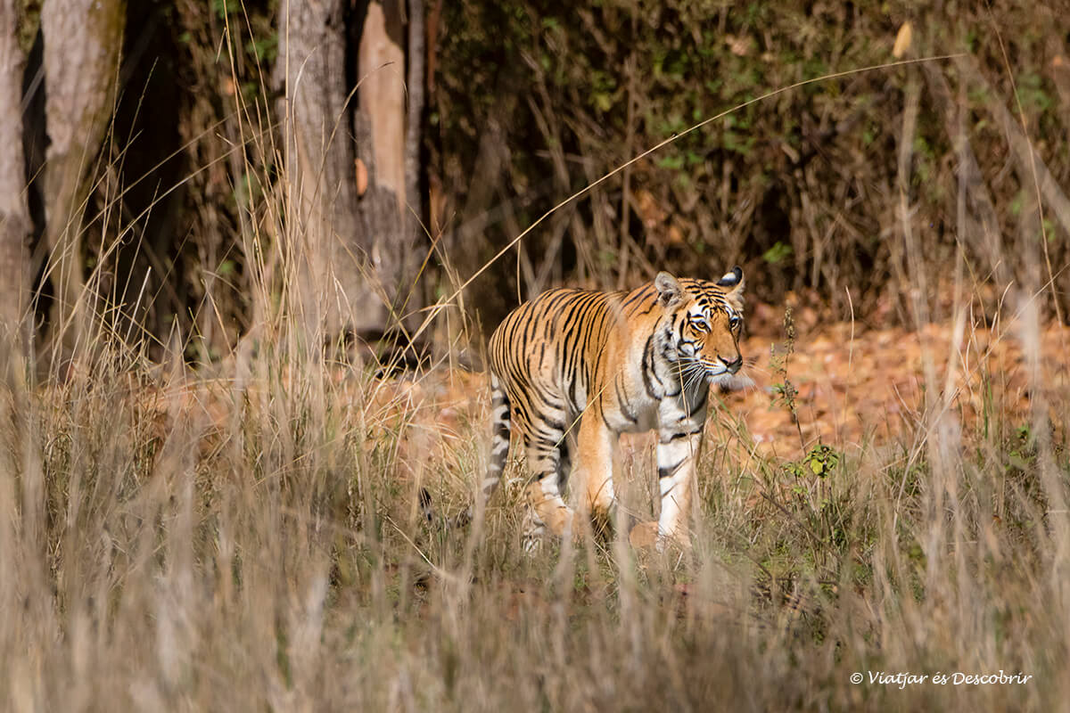 el primer tigre de bengala a kanha durant el viatge a l'india