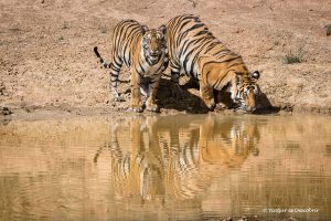 Viatge a l’Índia en 16 dies. Fotografiant el tigre de bengala