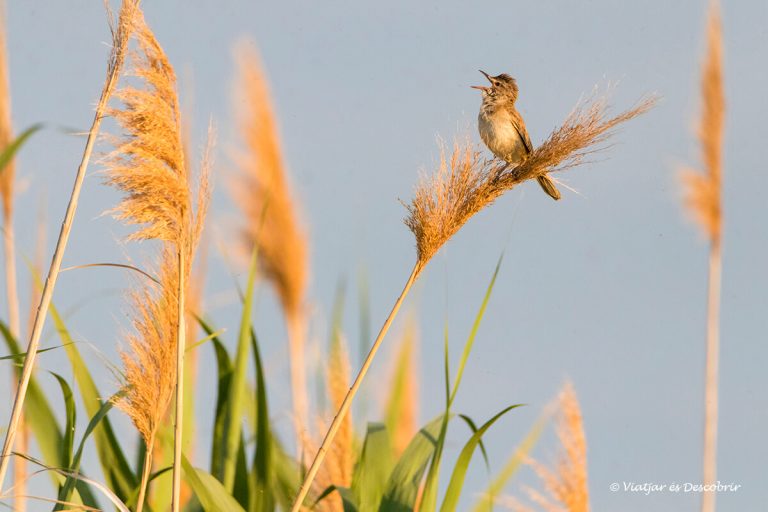 Més informació sobre l'article 10 Consells per fotografiar animals salvatges