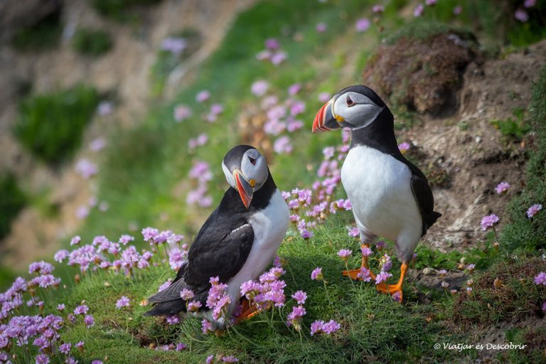 Més informació sobre l'article On veure frarets a Irlanda: Les Illes Saltee