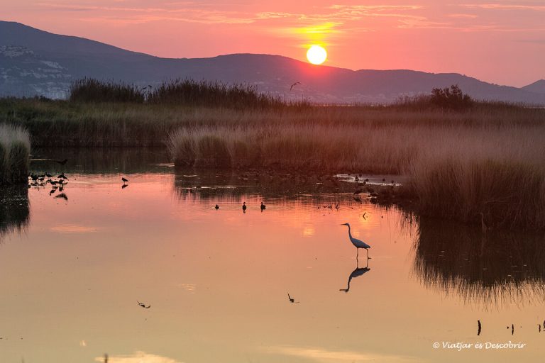 Més informació sobre l'article Els Aiguamolls de l’Empordà: Guia per descobrir-los