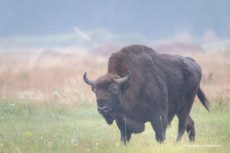 Més informació sobre l'article El Parc Nacional Bialowieza: on veure bisons i les millors excursions