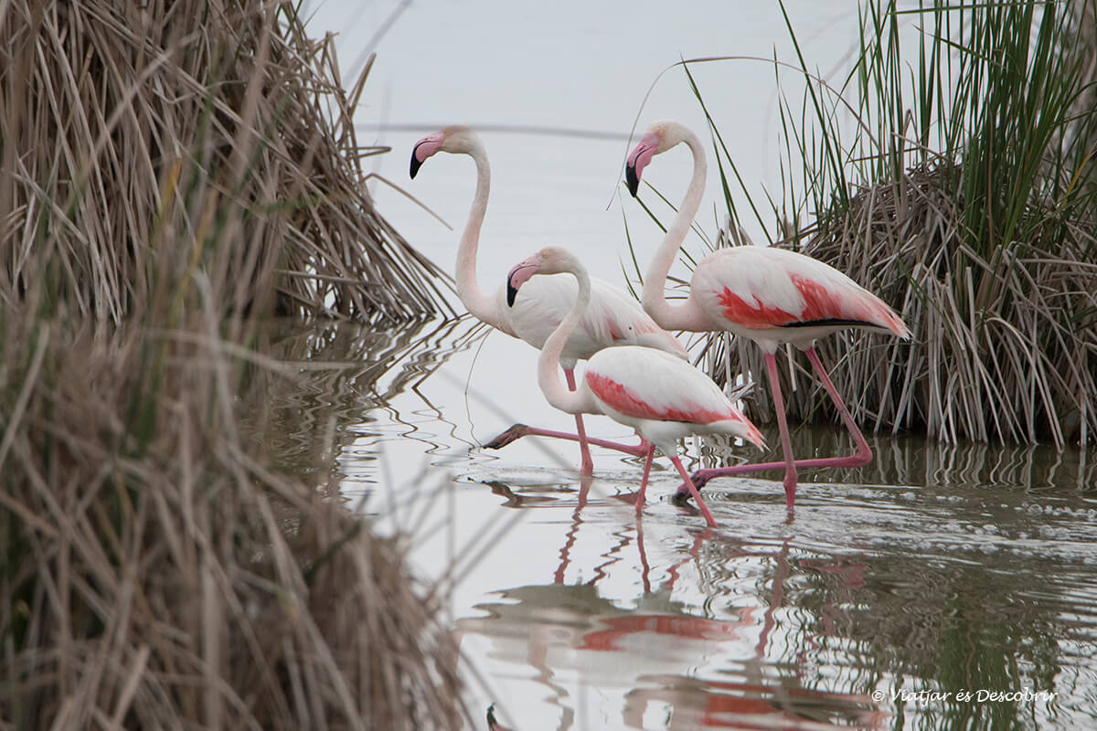 Flamencs al Delta de l’Ebre: Quan i On veure’ls - Viatjar és Descobrir