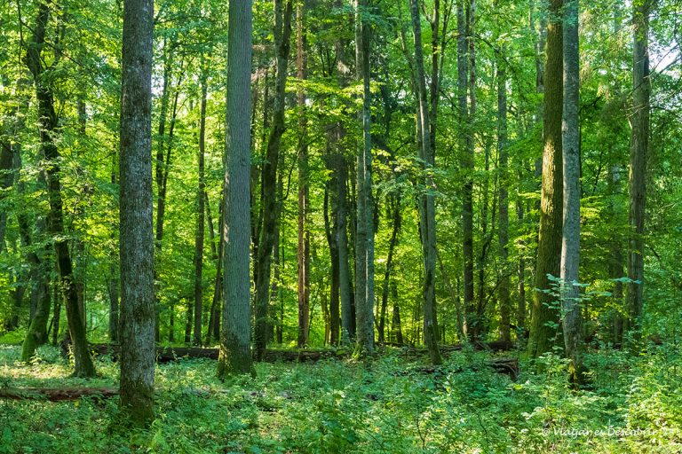 Més informació sobre l'article El bosc primitiu de Bialowieza: guia de la reserva estricta