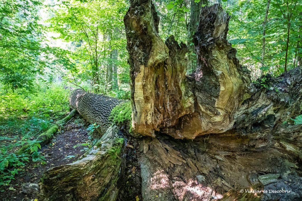 tronc d'un arbre caigut al bosc restringit de bialowieza