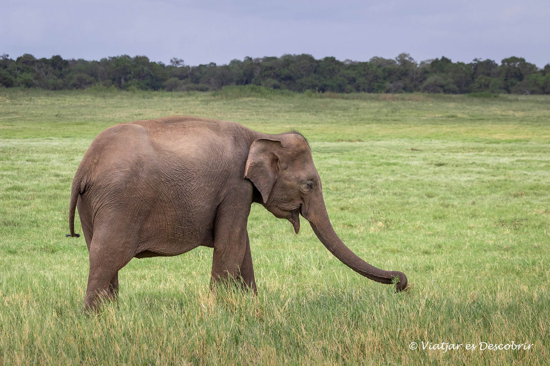 You are currently viewing Safari per Veure Elefants a Sri Lanka: el P.N. Kaudulla