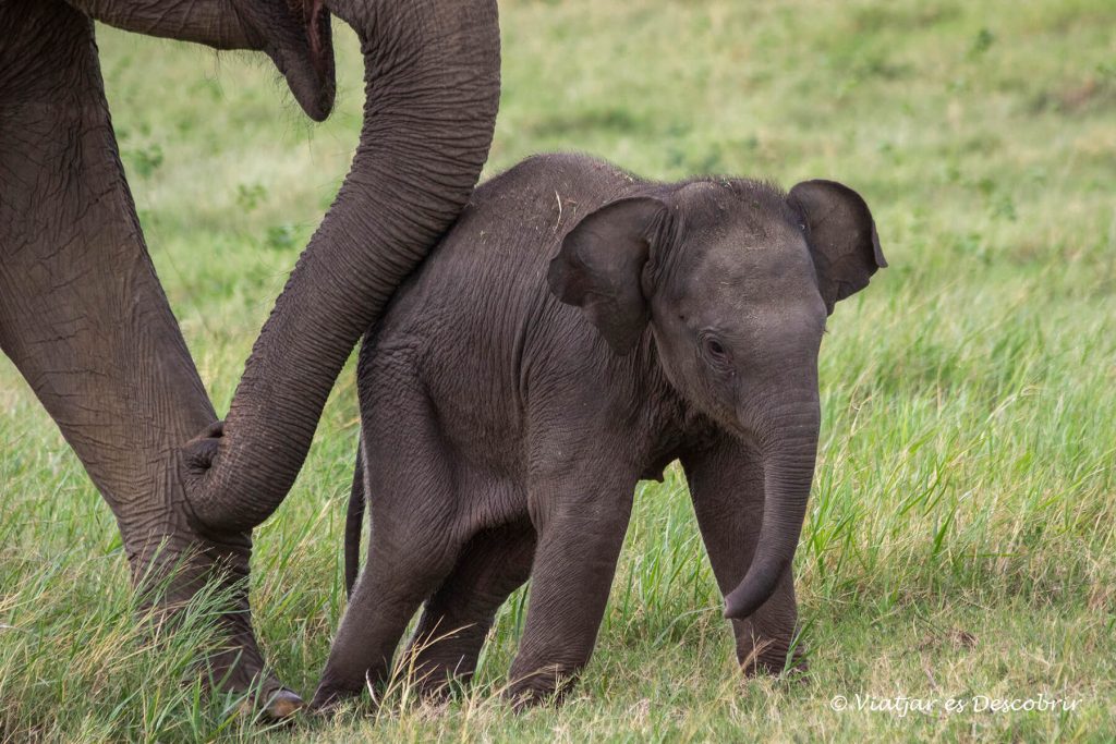 cria d'elefant asiàtic i la trompa de la seva mare