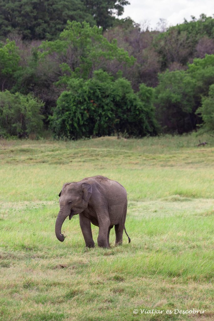 safari entre elefants a sri lanka durant el gathering