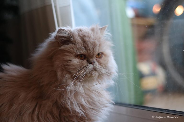 Més informació sobre l'article El viatge de la Saina