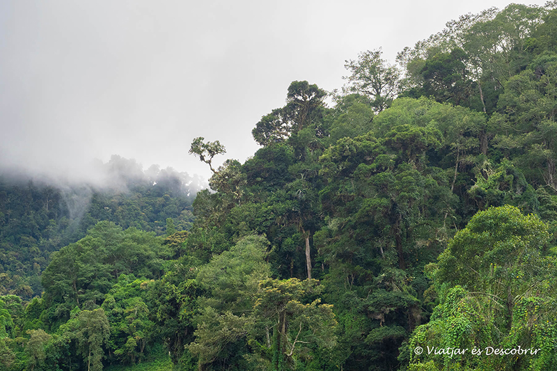 els alts arbres i la boira del parc nacional del volcan barú a panama