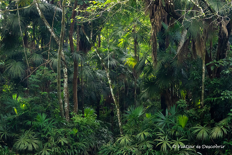 detalls de la selva del parc nacional soberanía a l'inici del viatge a Panamà