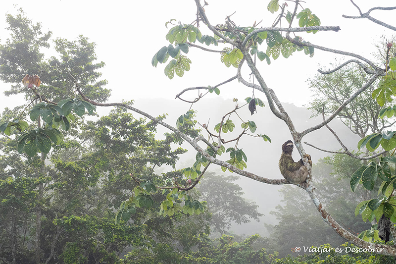 un peresós a dalt d'un arbre envoltat de la vegetació de la selva i la boira
