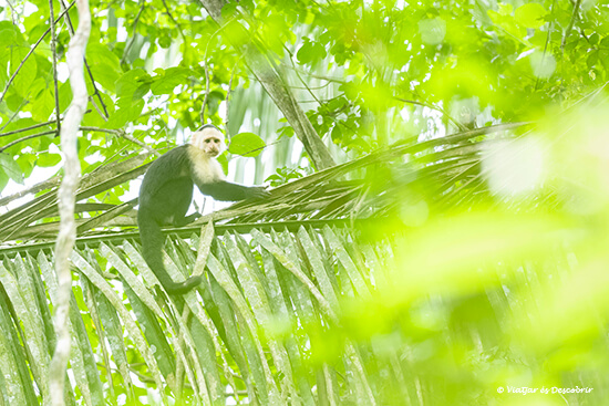 un mico caputxí entre els colors verds de la vegetació de la selva