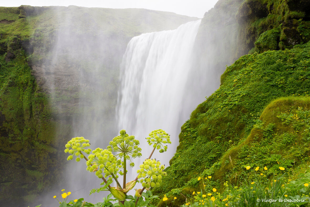 vegetació que envolta el salt d'aigua més fotografiat del sud d'islàndia