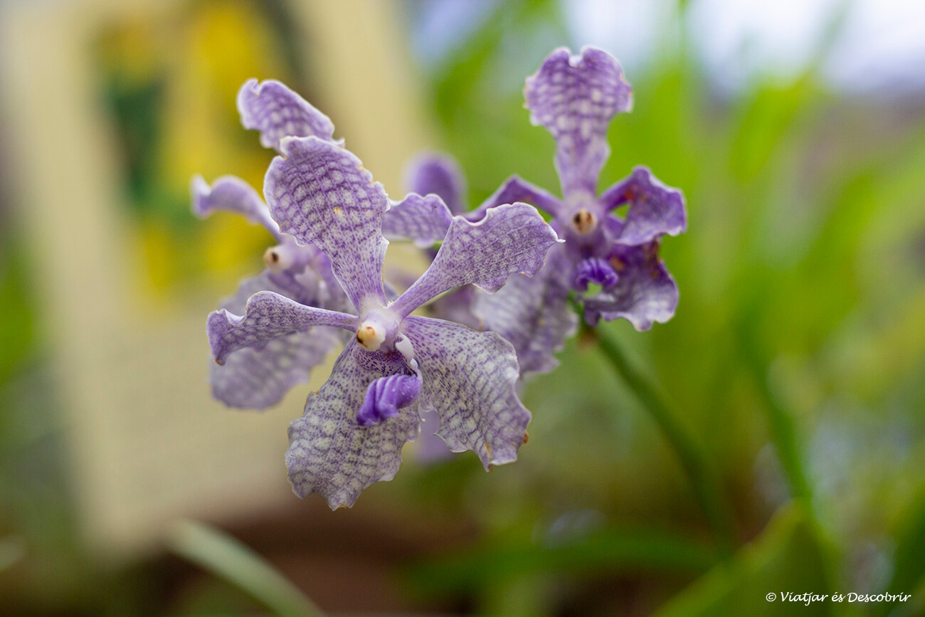 orquídies dins els jardins botànics de Kandy on hi ha més de 4.000 espècies de plantes