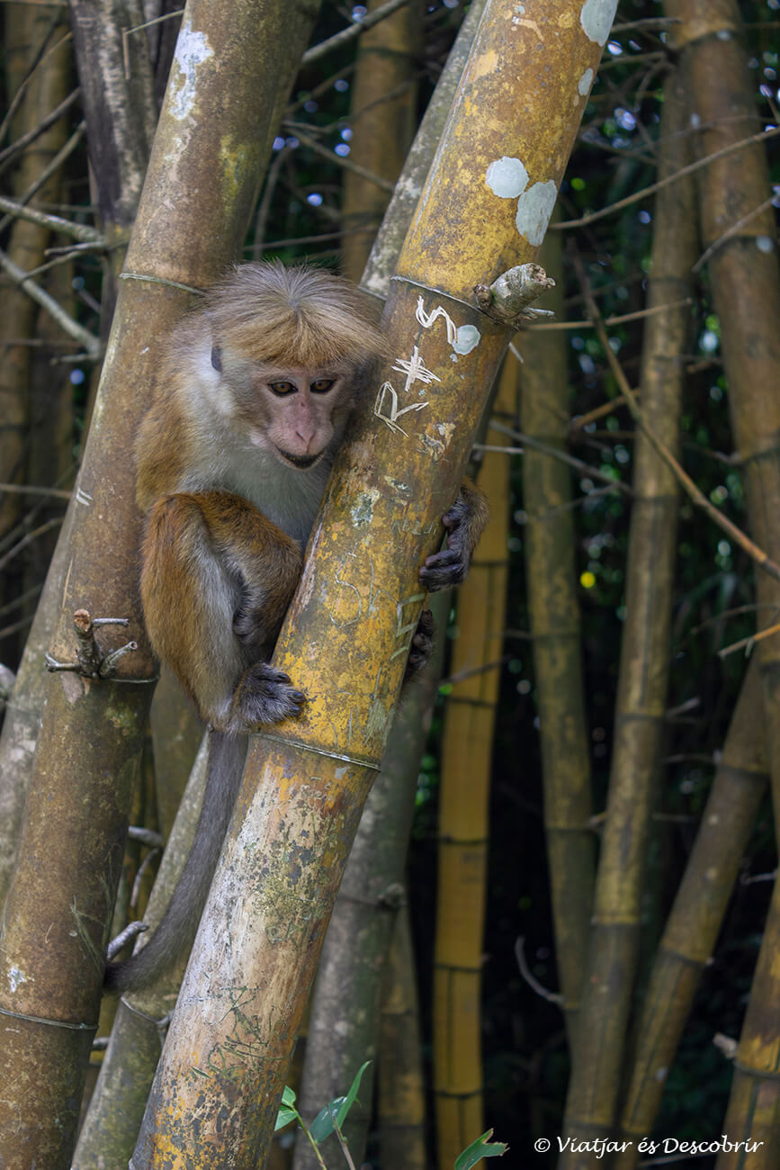 mono entre branques de bambú en una tranquil·la zona dins dels jardins de Kandy