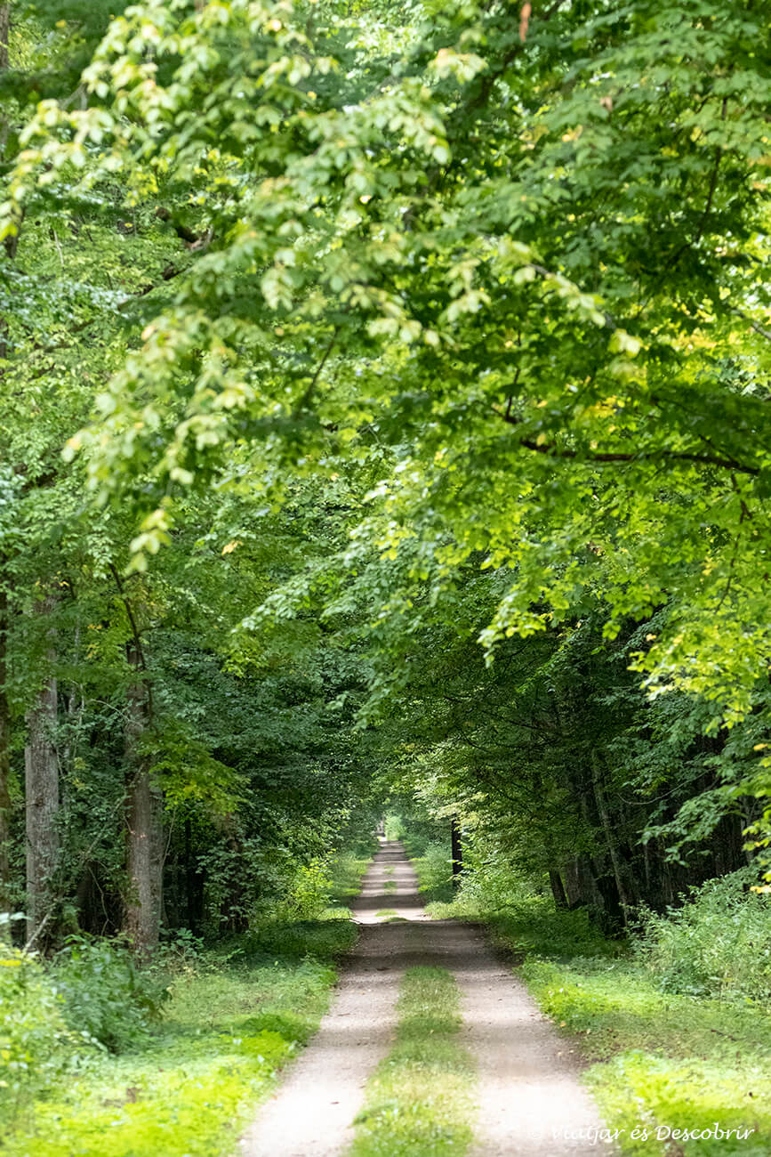 un camí molt pla i recta a l'interior dels boscos més grans de Polònia
