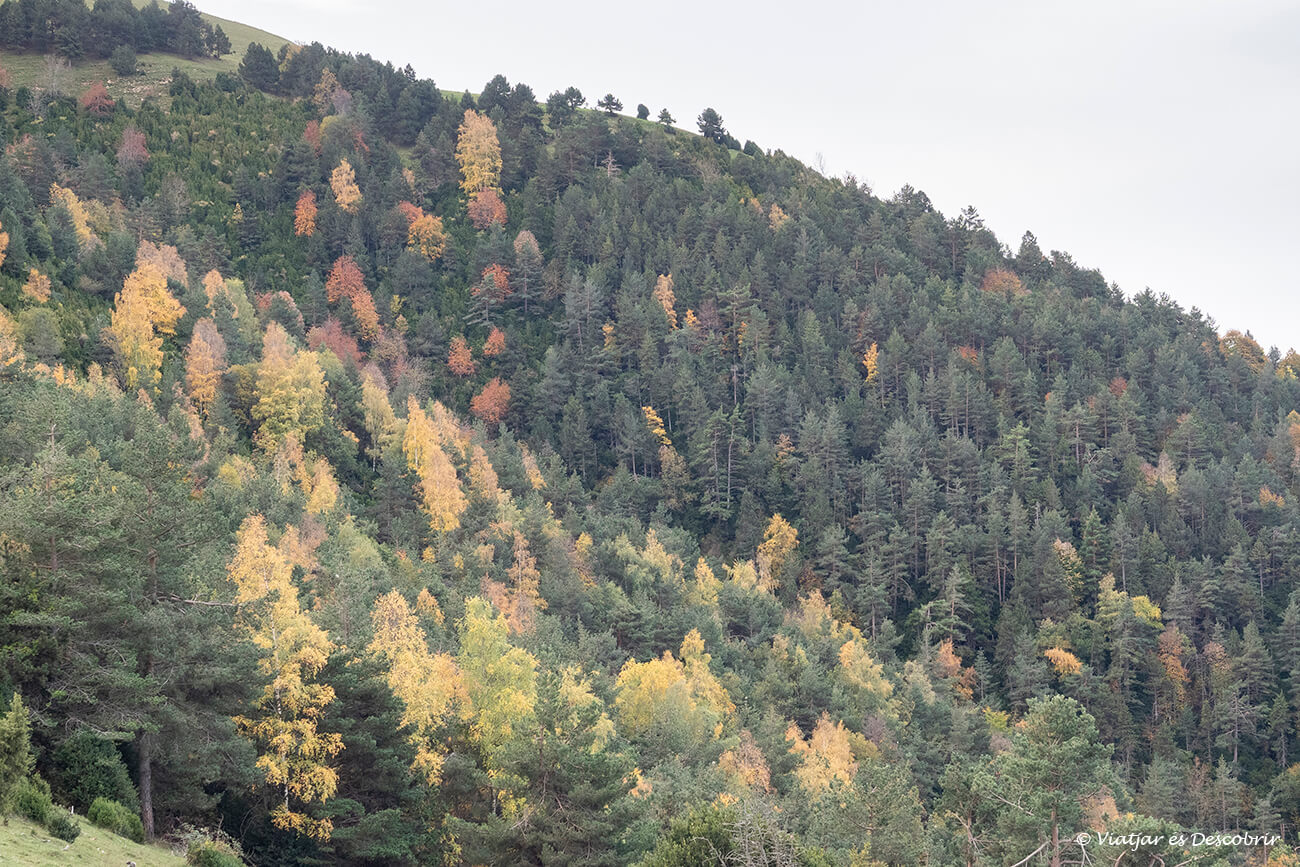 pujar al Taga des de Ribes permet veure una gran varietat de paisatges com aquests boscos i prats alpins