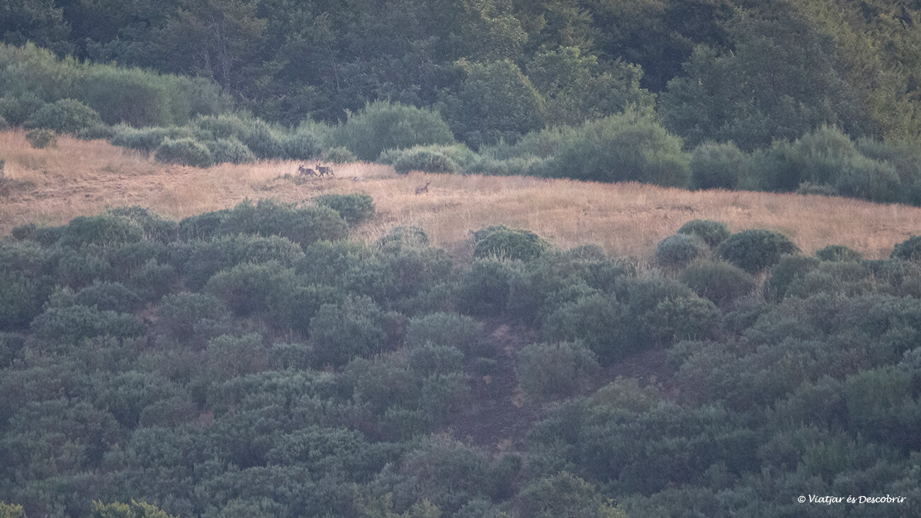 un grup de llops durant una activitatt per veure llops a Espanya a l'agost