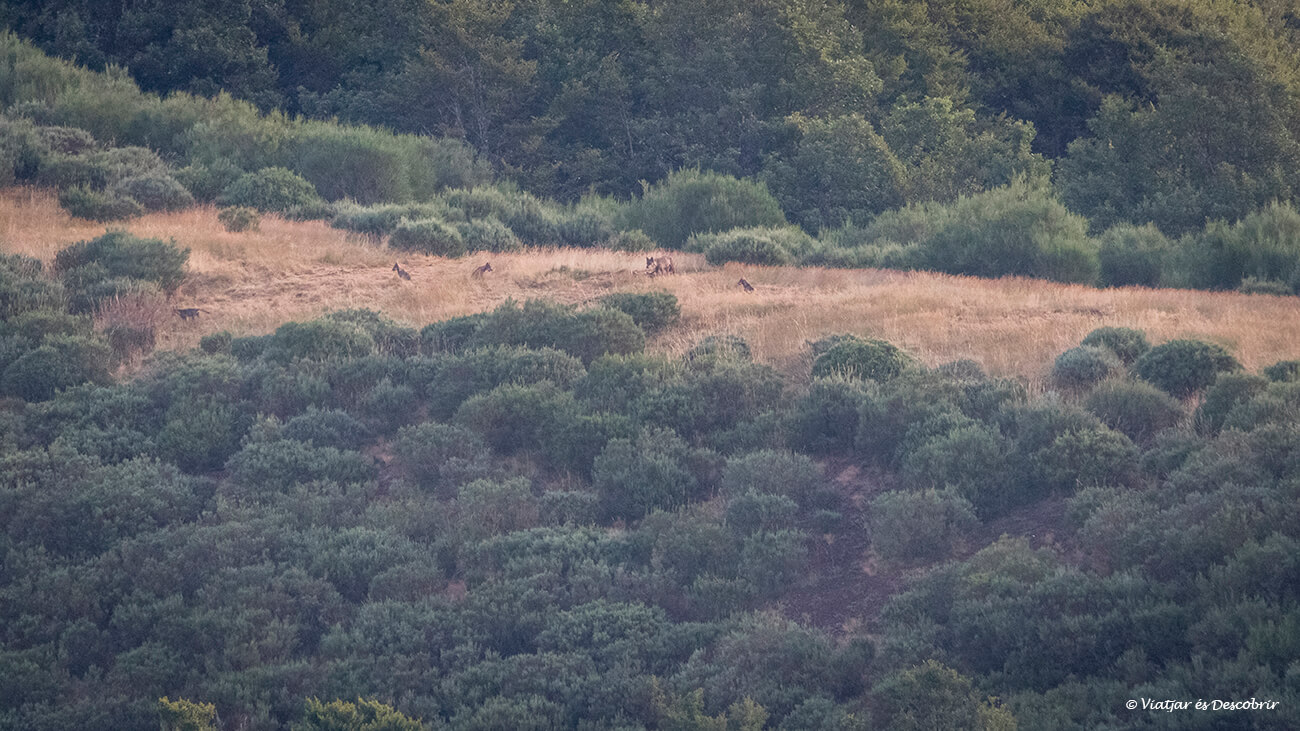 una manada de llops ibèrics a Espanya disperats a una petita oberta entre arbustos a la llunyania