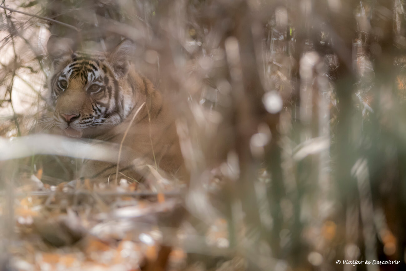 un tigre jove d'uns dos anys a Bandhavgarh camuflat entre troncs de bambú