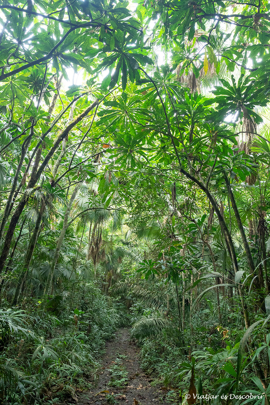 camins de la selva a prop del Gamboa Rainforest Resort