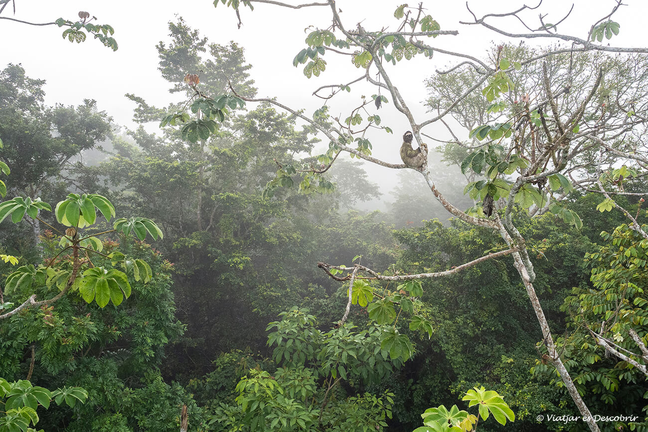 un peresós parat al tronc d'una cecropia durant un matí boirós a la selva tropical de Panamà