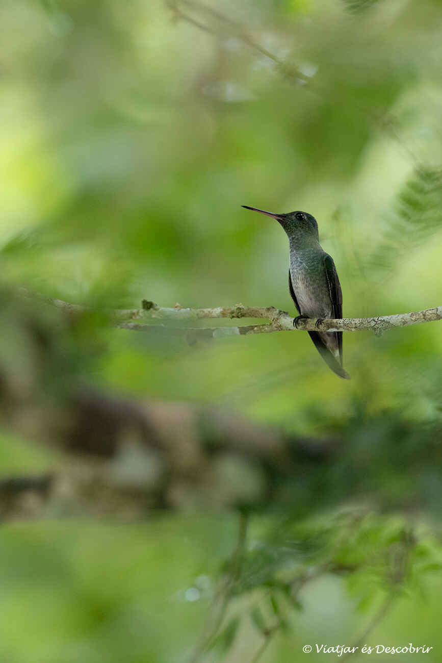 un colibrí al jardí del Canopy Tower situat al cor del Parc Nacional Soberanía