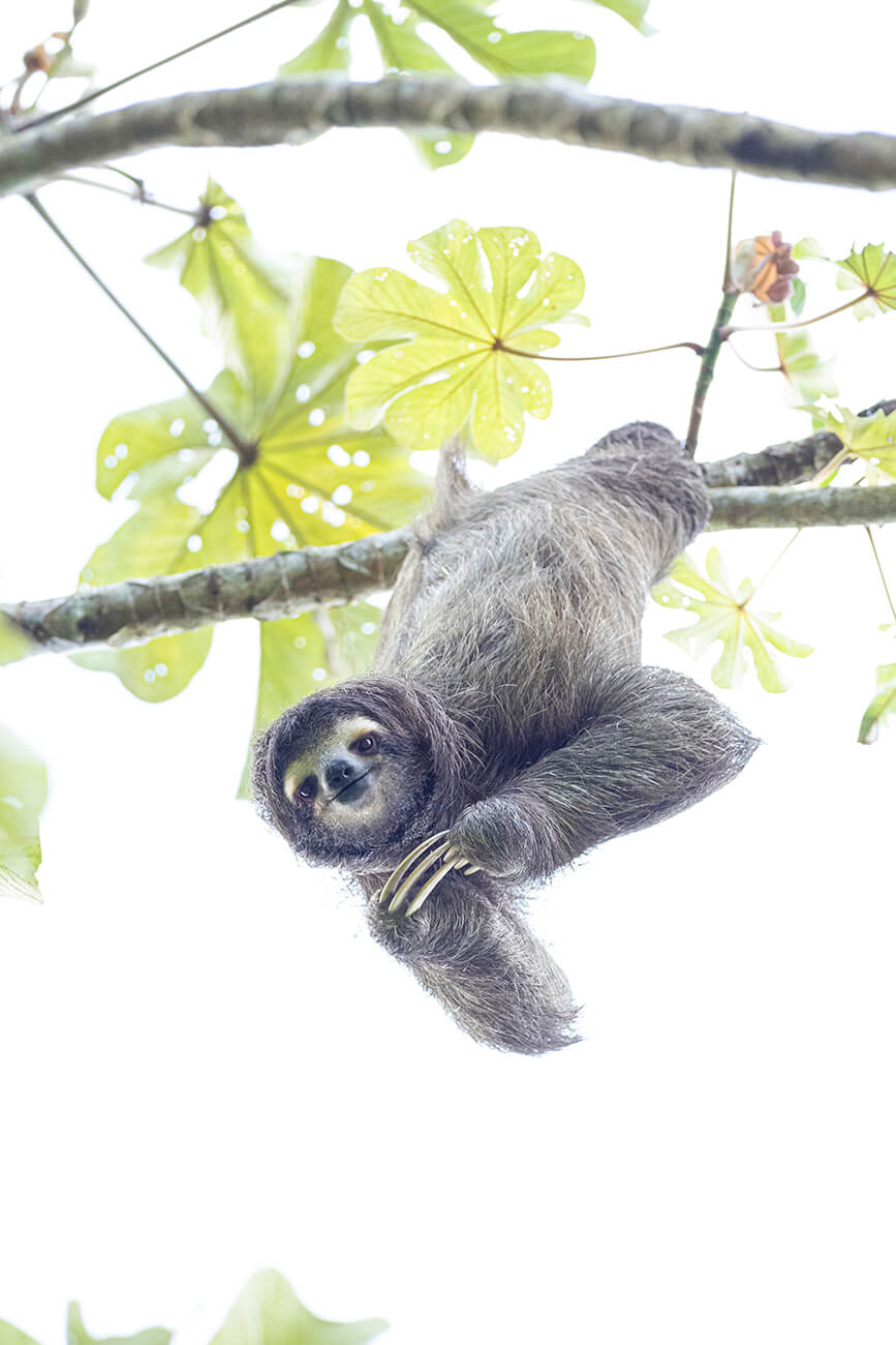un peresós penjant d'un arbre que envolta el Gamboa Rainforest Resort