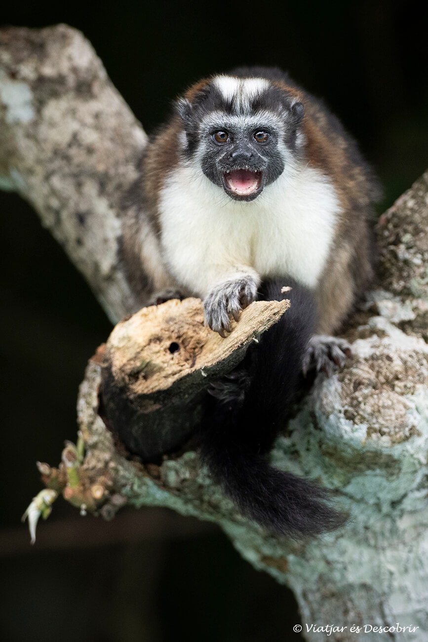 una cria de mico a dins del Parc Nacional Soberanía