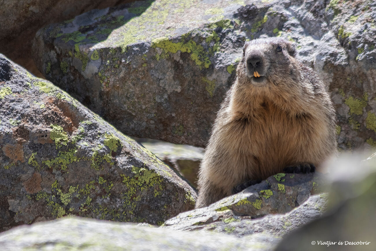 una marmota del Pirineu a les roques de Oulettes de Gaube