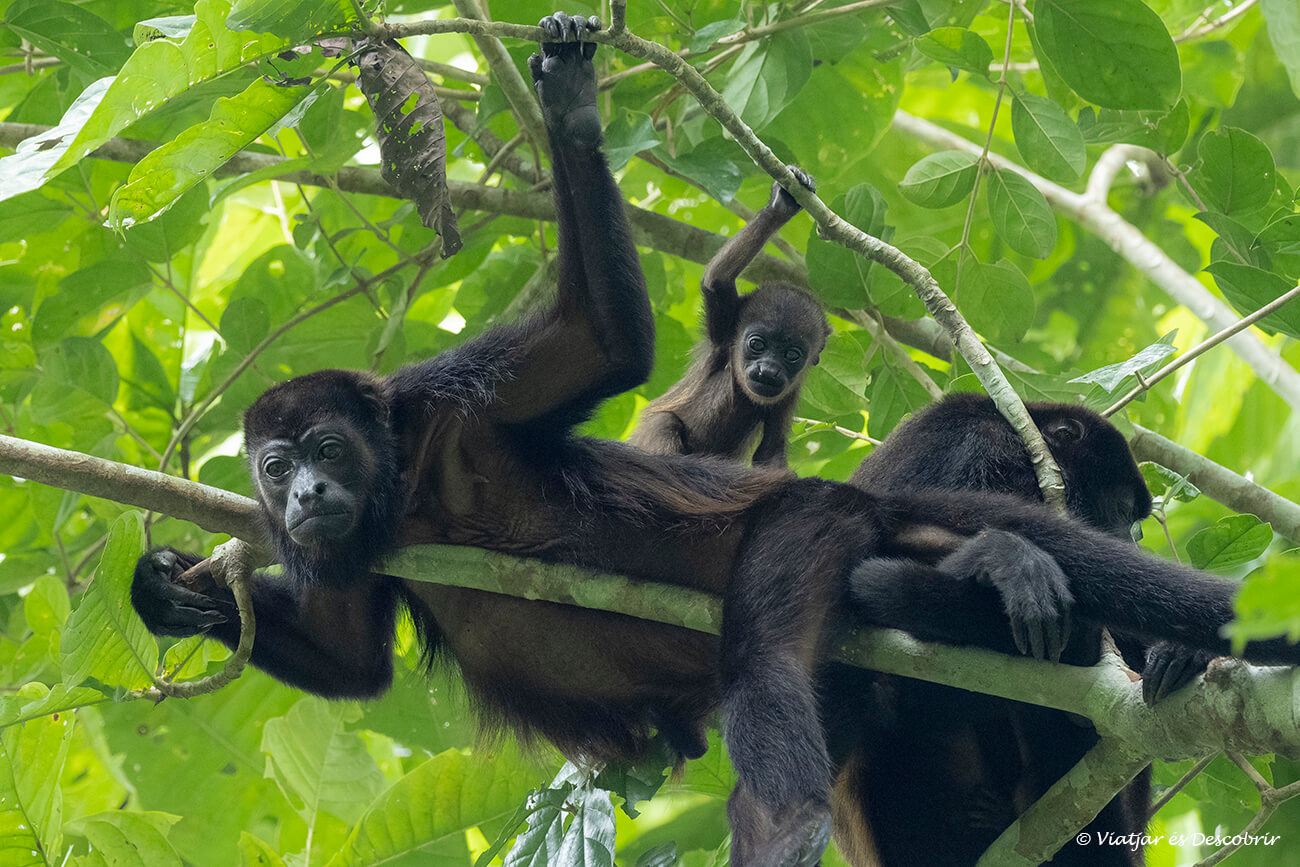 un grup de micos udoladors i una cria al parc nacional soberanía a prop de Ciudad de Panamà
