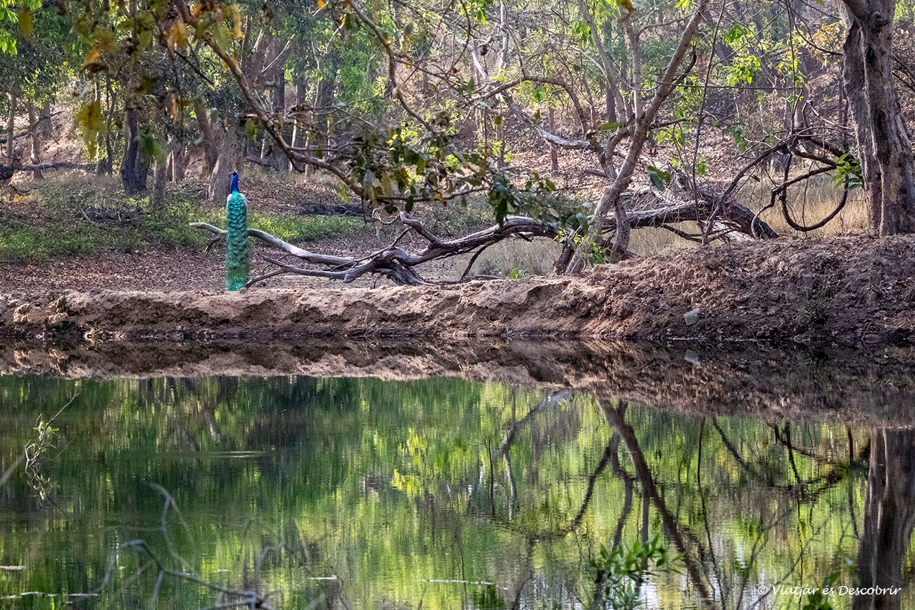 un paó real al costat d'una bassa molt tranquil·la a la zona Tala de Bandhavgarh