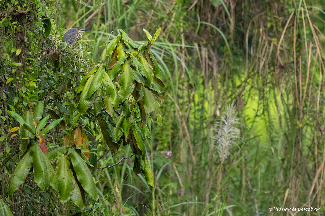una garseta a una petita bassa dels voltants del Gamboa Rainforest Resort