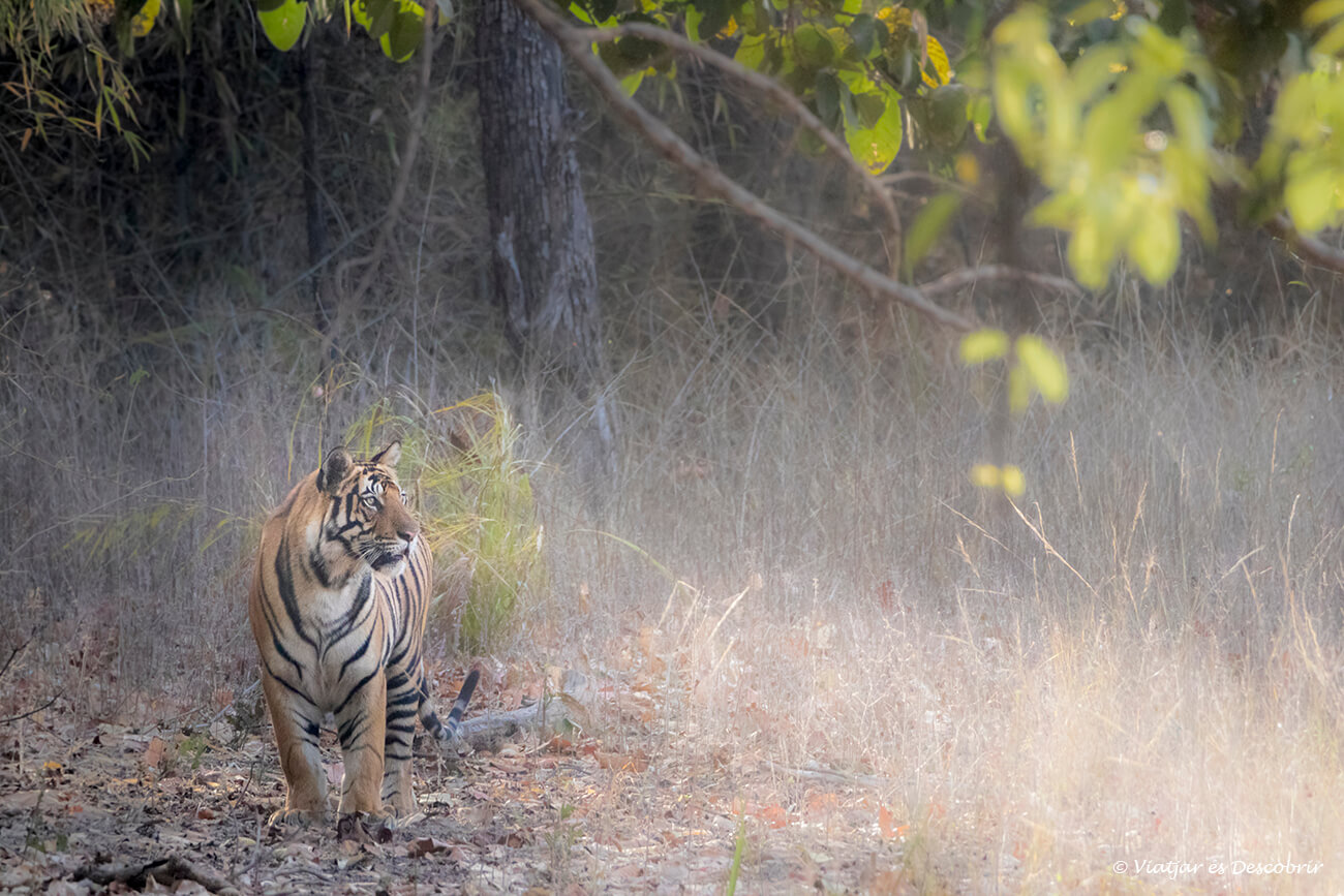veure tigres a l'Índia és una experiència inoblidable