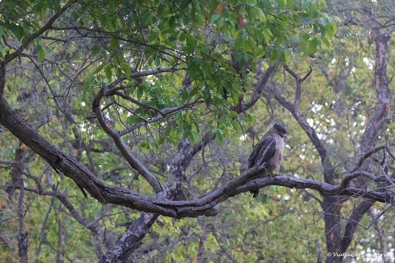 àguila sobre un arbre dins d'una zona core del parc nacional Bandhavgarh