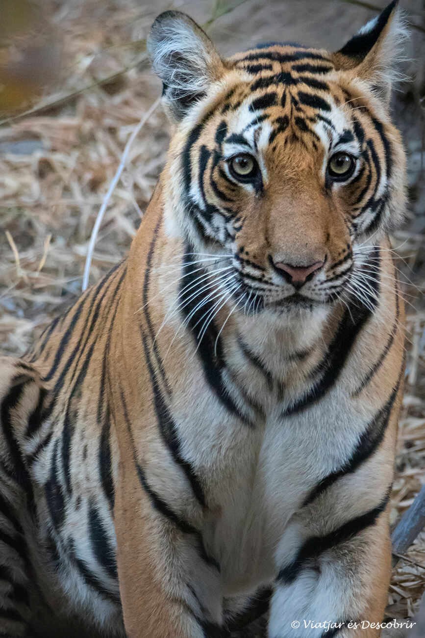 veure tigres a l´Índia en estat salvatge és una experiència inoblidable