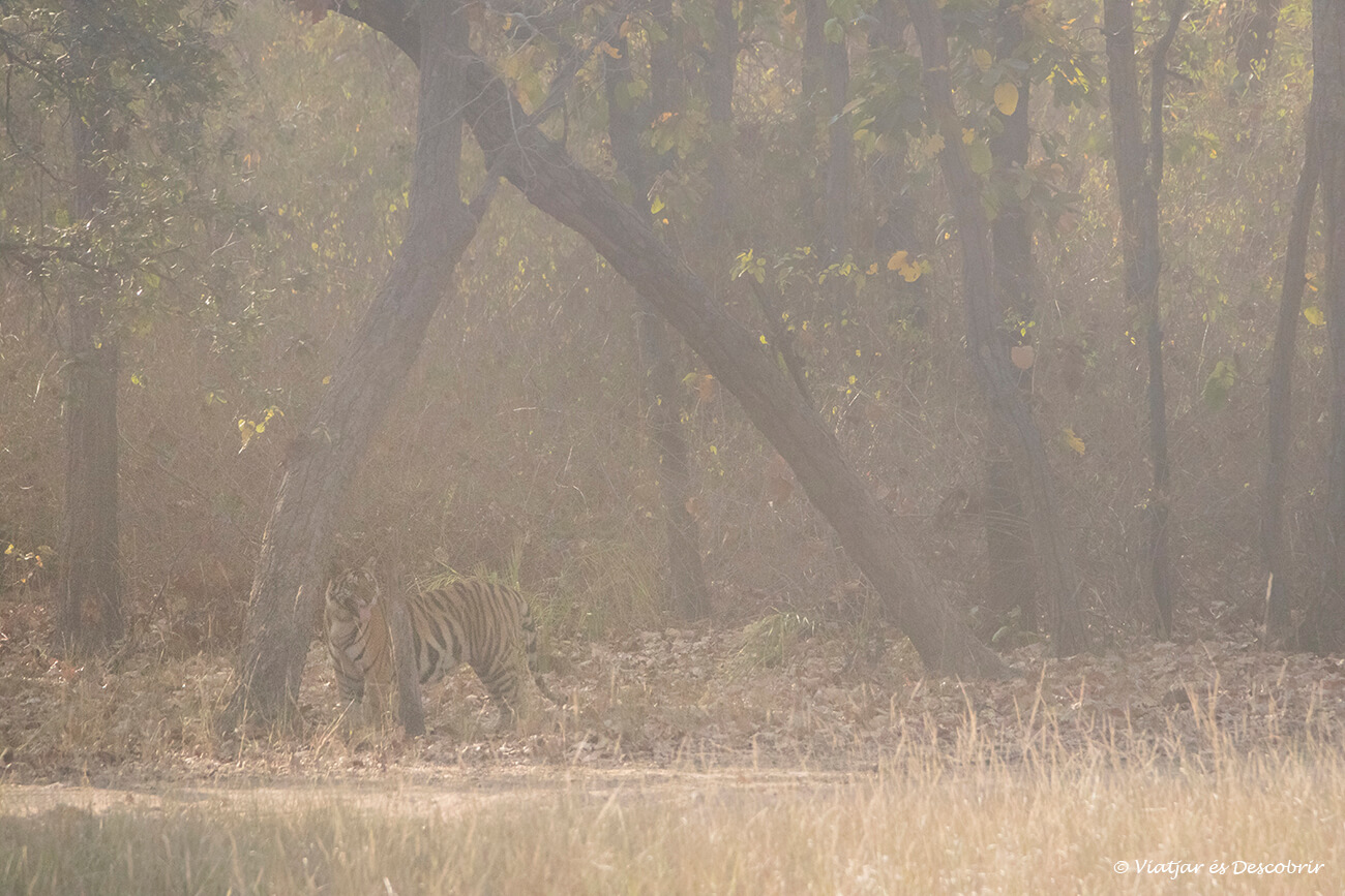 un tigre de bengala adult a contrallum dins del parc nacional Bandhavgarh