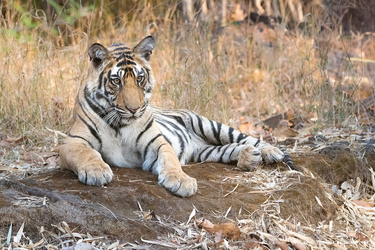 un tigre descansant a sobre una roca a pocs metres del jeep amb què fem el safari