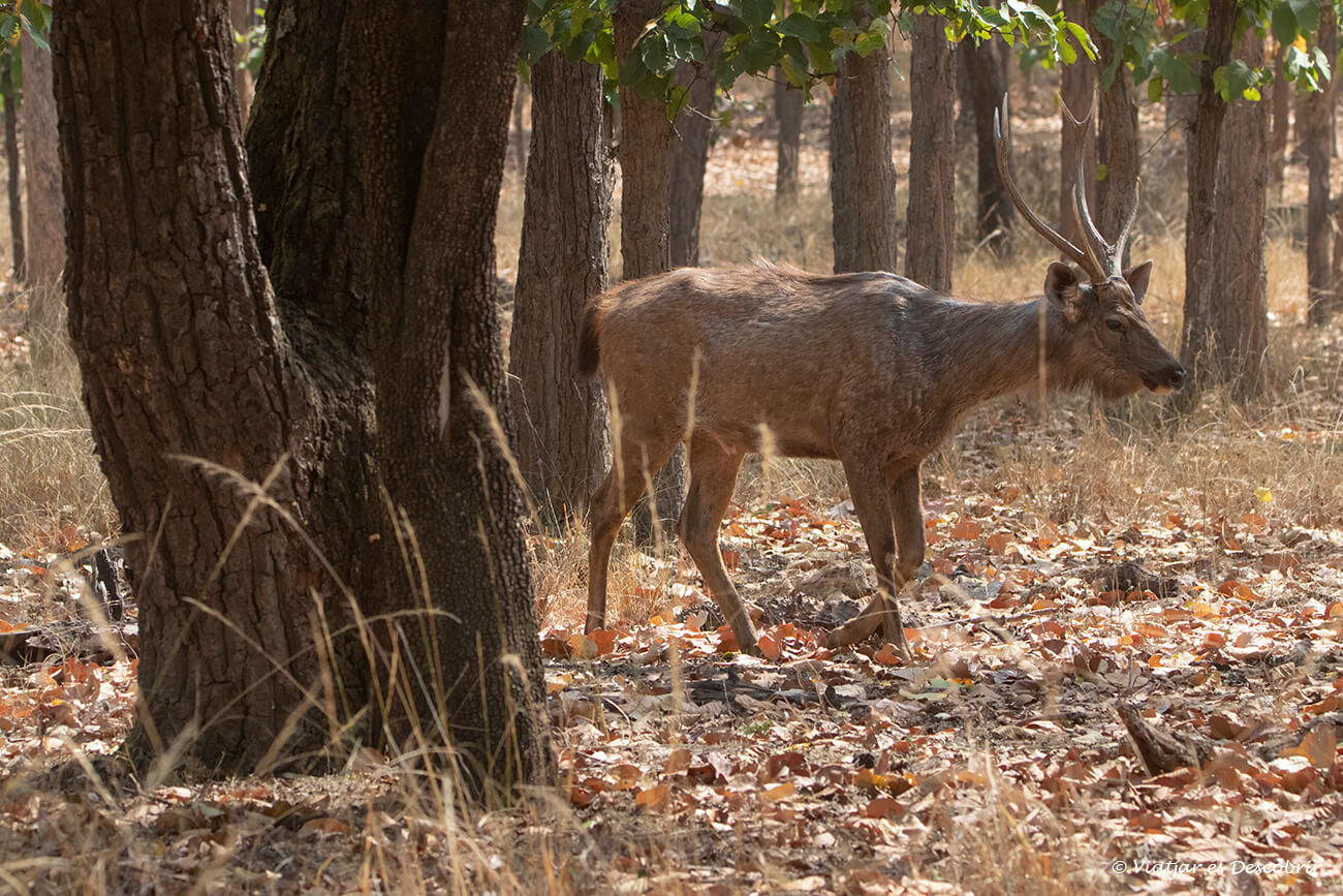 un cérvol sambar entre un grup d'arbres de la jungla a l'índia