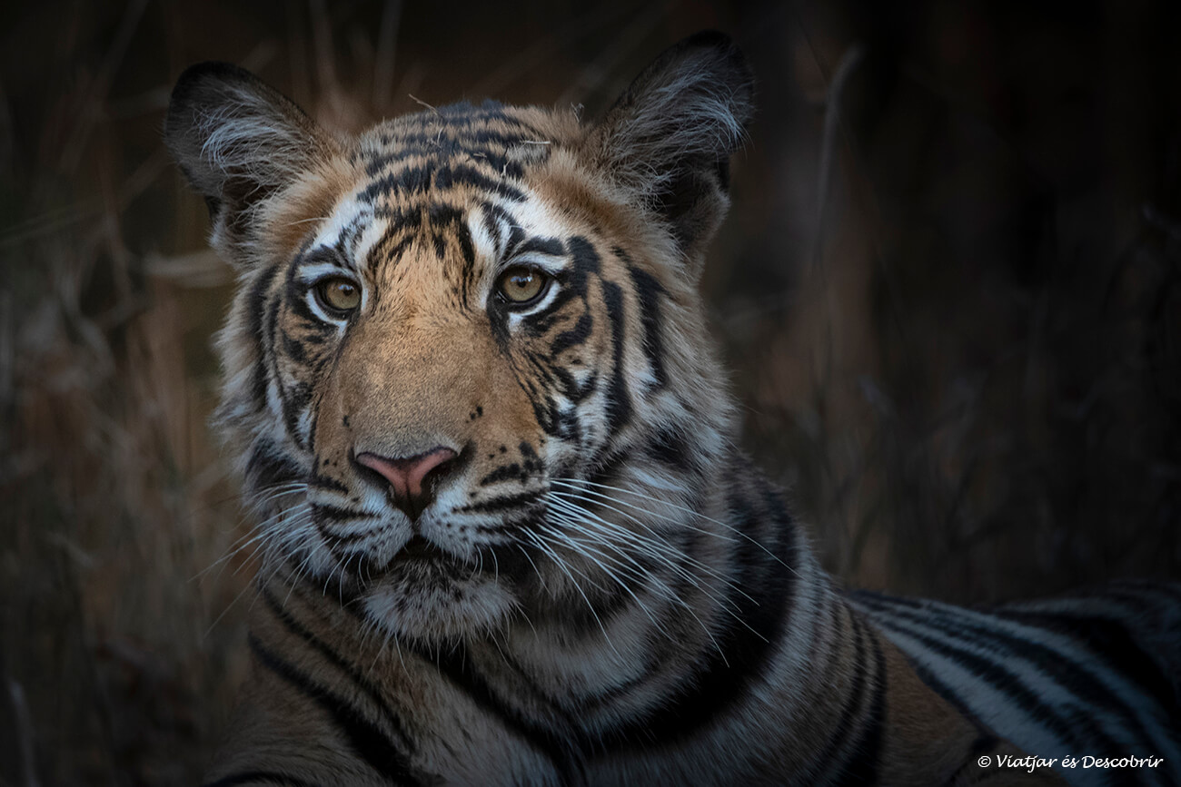 un primer pla d'un jove tigre de bengala a Bandhavgarh