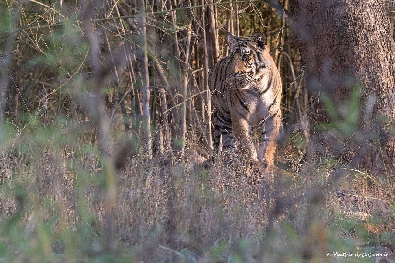 un preciós tigre a Bandhavgarh il·luminat per la llum taronja de la posta de sol